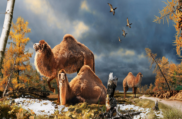 艾斯米尔岛巨型骆驼的生活复原图