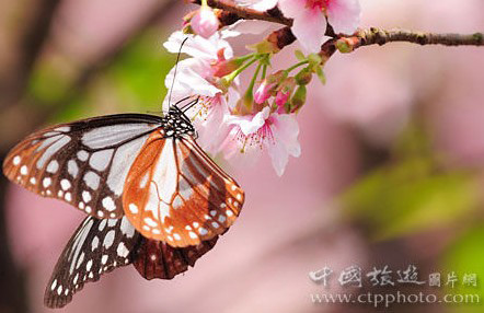 阿里山赏樱火车游