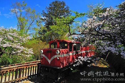 阿里山赏樱火车游