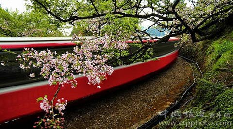 阿里山赏樱火车游