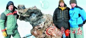 科研人员在北冰洋岛屿发现一具猛犸象尸体。