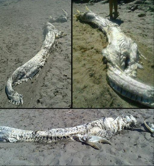 西班牙海滩出现海怪尸体 头部长角体长四米