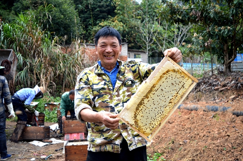蜂蜜大丰收 产值近120万元