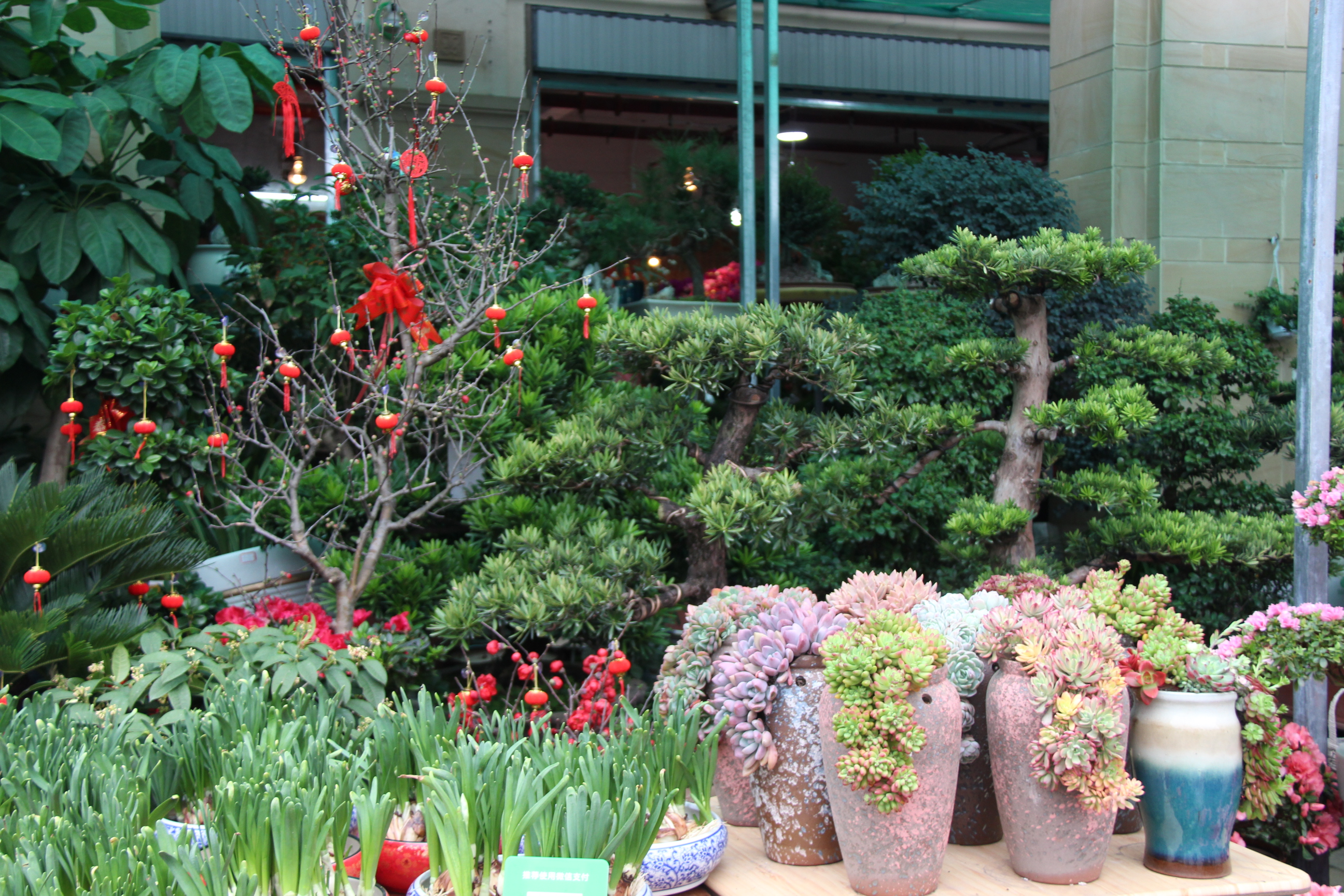 我们的节日·春节丨好看又喜庆！花鸟市场有这些“年宵花”可以选购