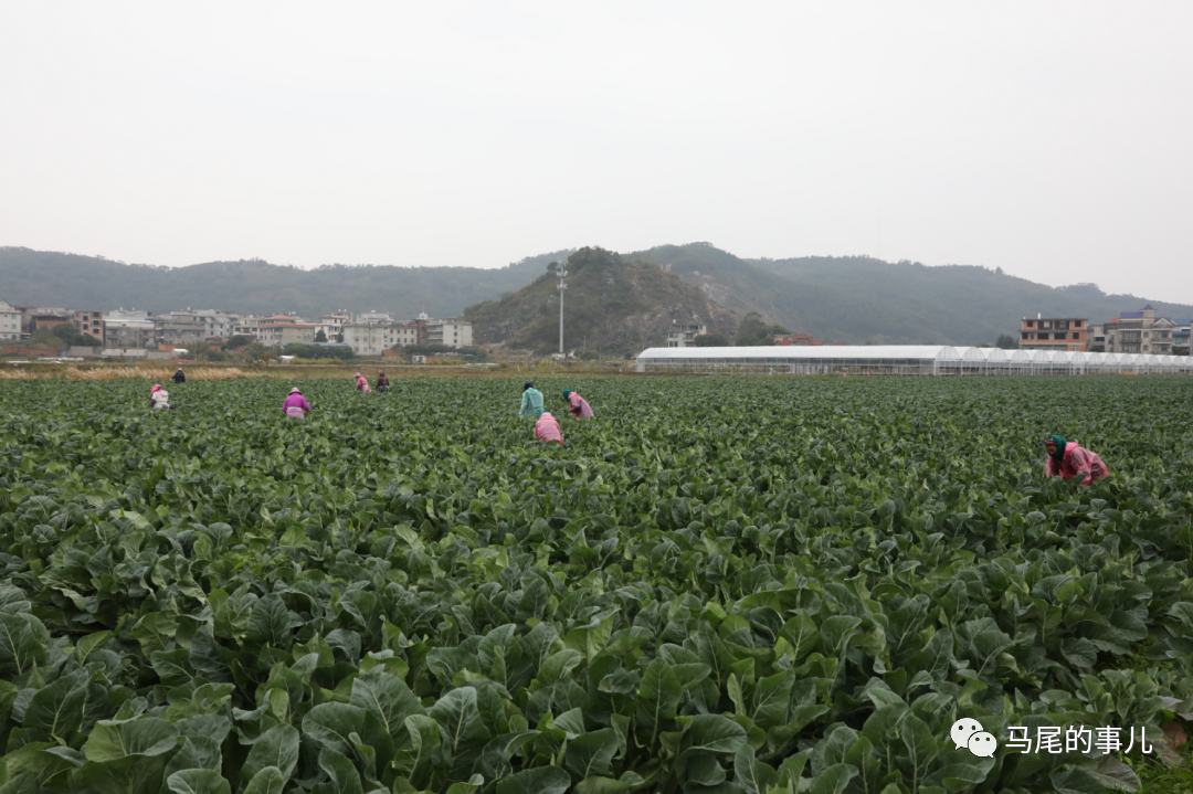 琅岐种苗创新基地一期建成投用