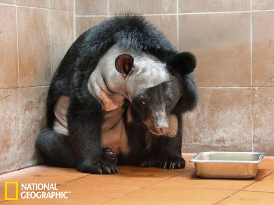 世界首例黑熊脑部手术成功拯救三岁亚洲黑熊