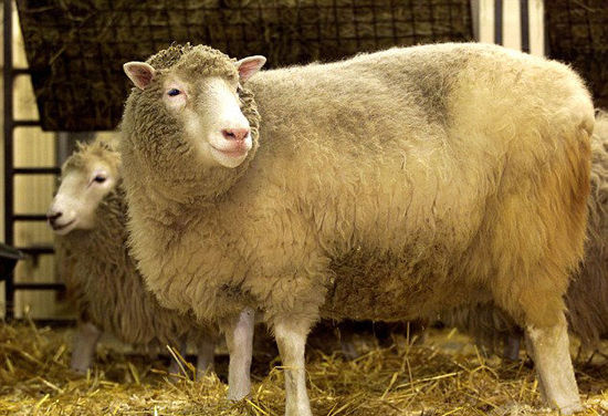 全球第一只克隆羊——多利(资料图片)