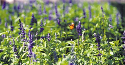 法国薰衣草——它独特的芳香、甜甜的气味，可以抗抑郁和使人精神振奋