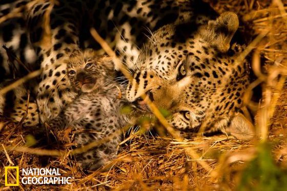 这张照片里，看似平静的表象下，这只雄性豹子正在慢慢吃掉这只年幼的小豹子