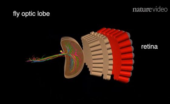 果蝇的视网膜3D图像。研究人员利用荧光蛋白标记细胞。研究人员对果蝇运动探测器网络的神经元细胞进行测绘，最后发现所有细胞相互连接在一起，探测确定方向的运动