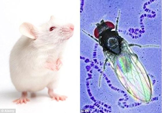 借助于一项新技术，美国和德国的科学家成功对老鼠和果蝇的视神经网络进行测绘