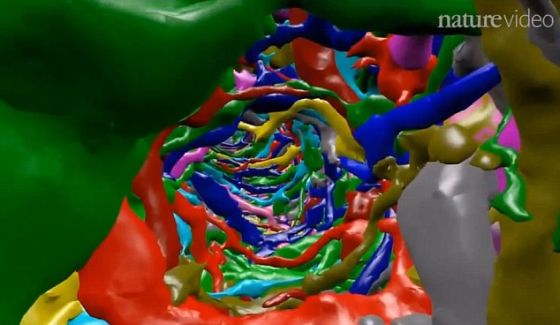 老鼠视网膜的3D图像，不同颜色代表神经元细胞内的不同结构
