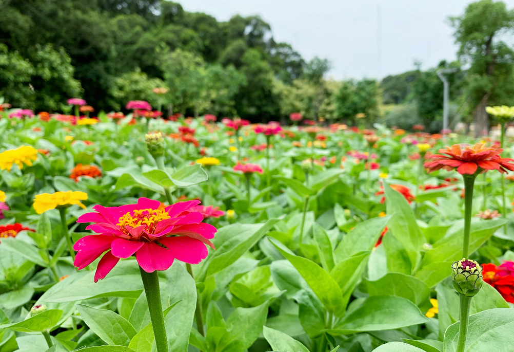 天马山3000多平方米百日草花海争先绽放