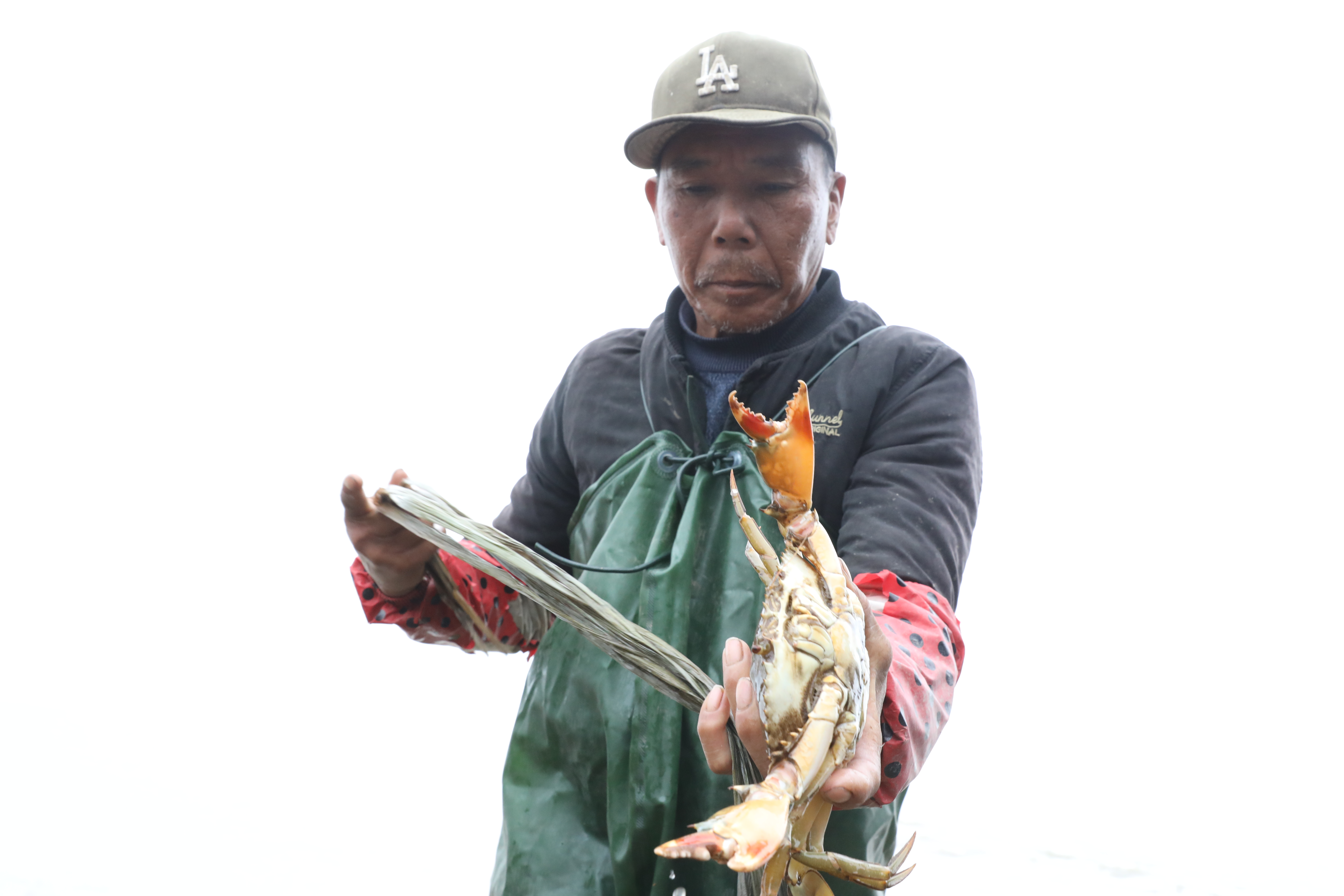 琅岐红蟳喜丰收 一小时捕捞母蟳两百斤