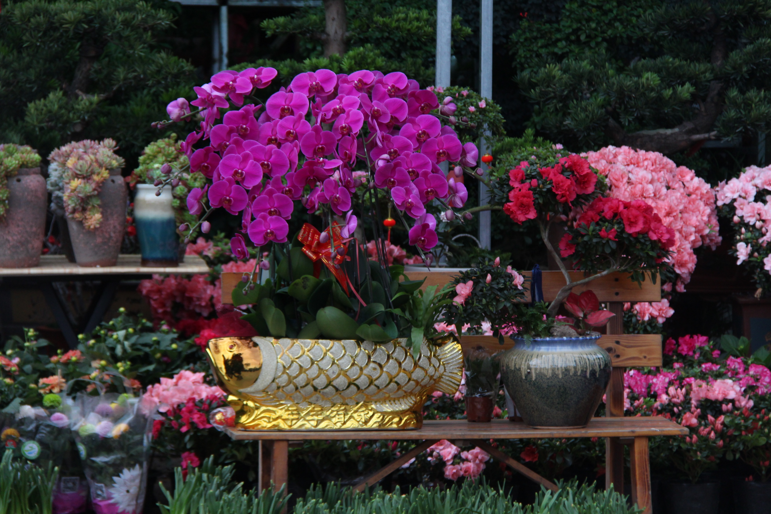 我们的节日·春节丨好看又喜庆！花鸟市场有这些“年宵花”可以选购