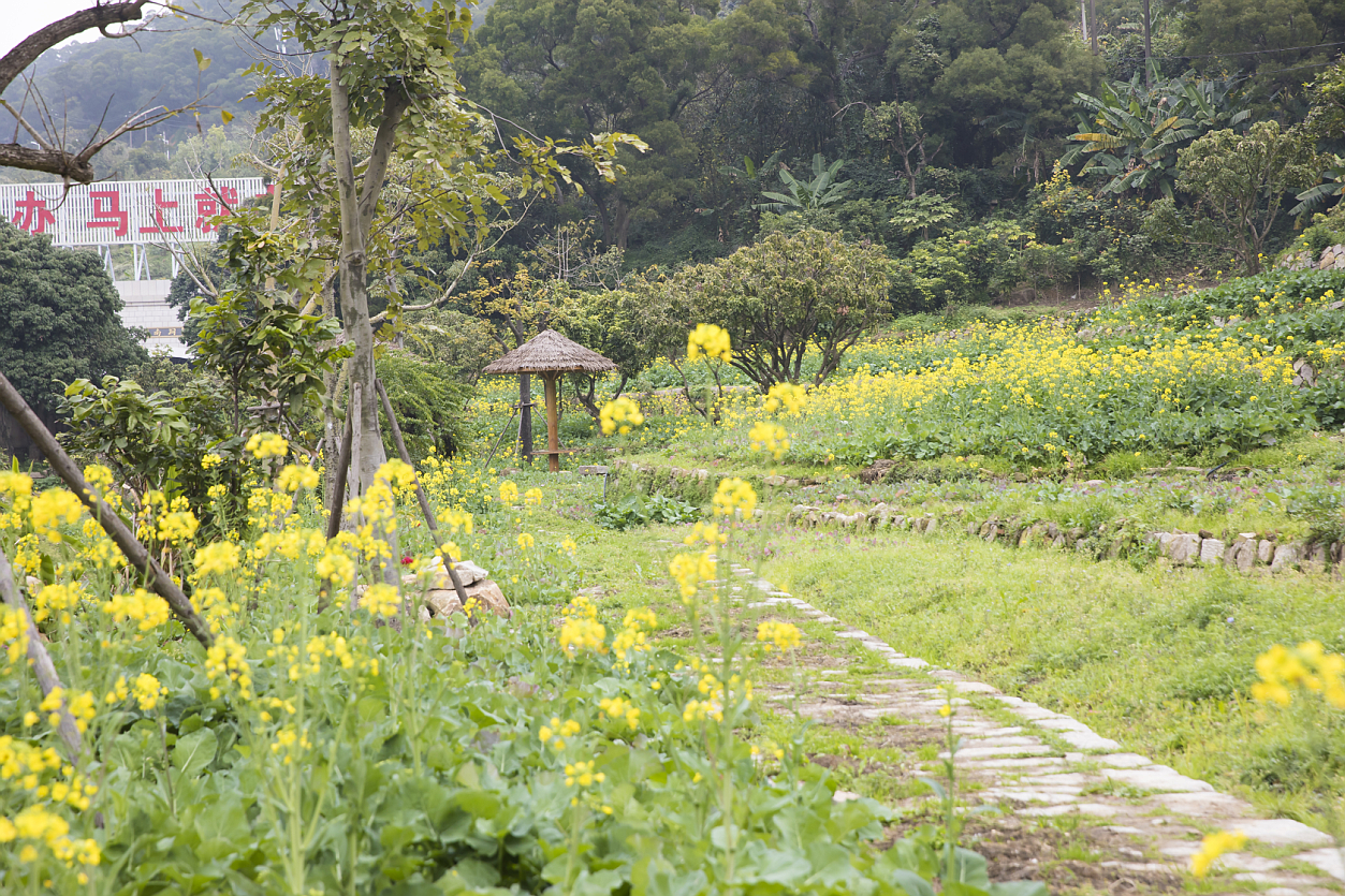 马尾新增一片油菜花 记得来打卡哟