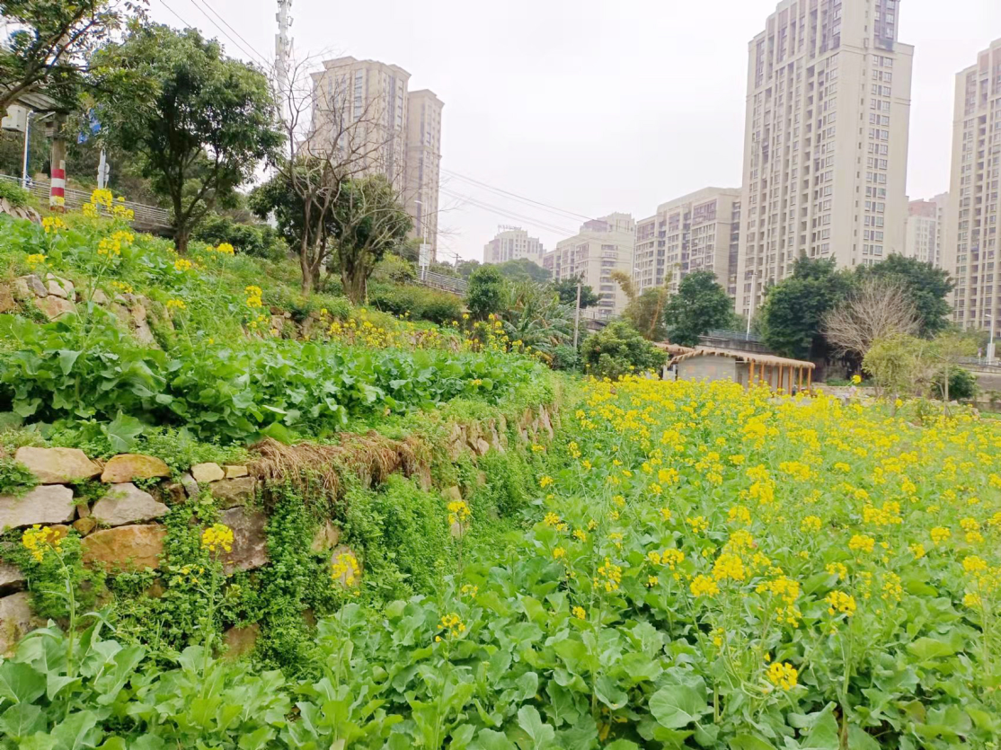 马尾新增一片油菜花 记得来打卡哟