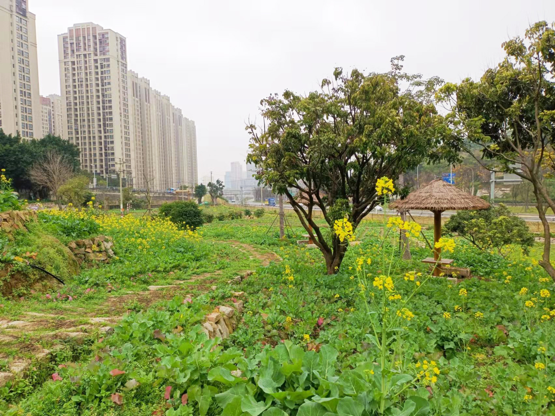 马尾新增一片油菜花 记得来打卡哟