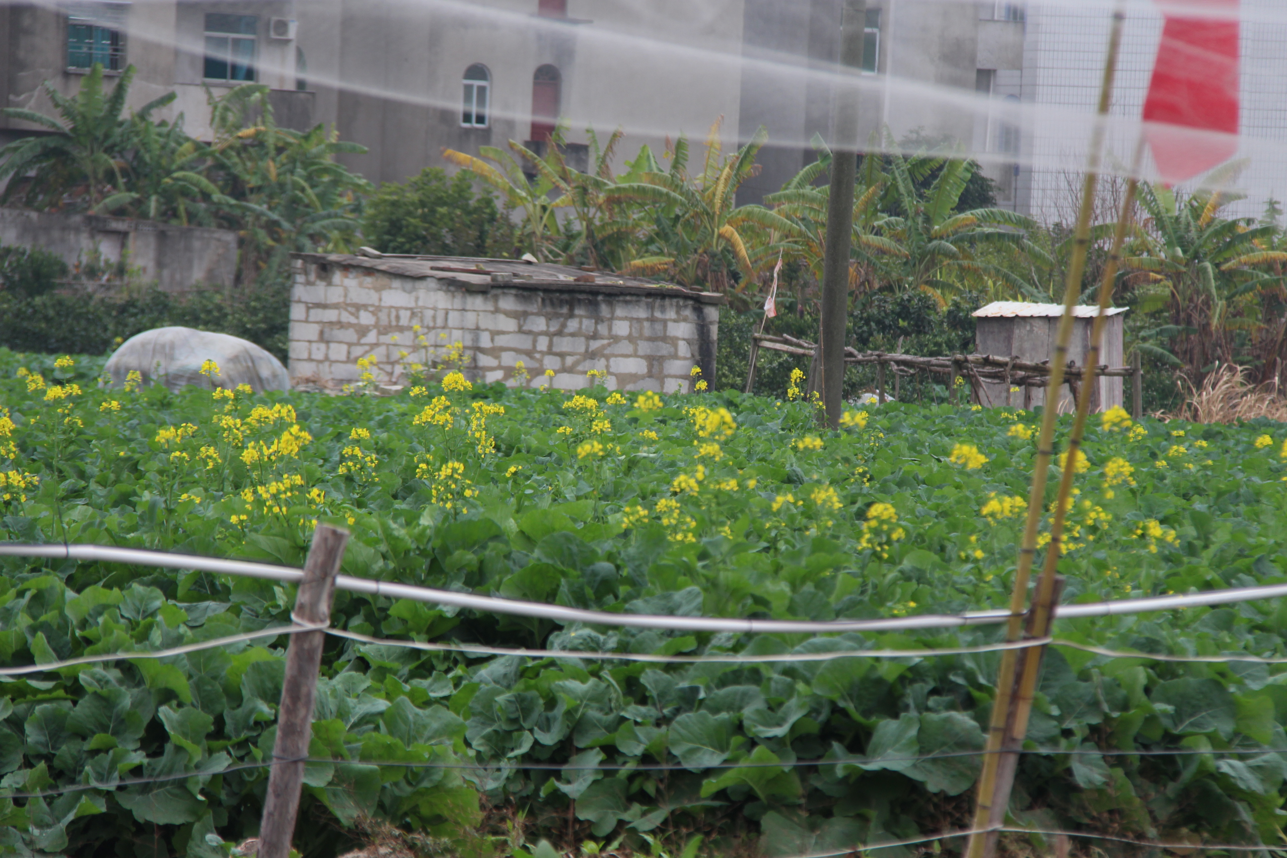 我们的节日·春节丨春节玩什么？马尾的海岛等你来！