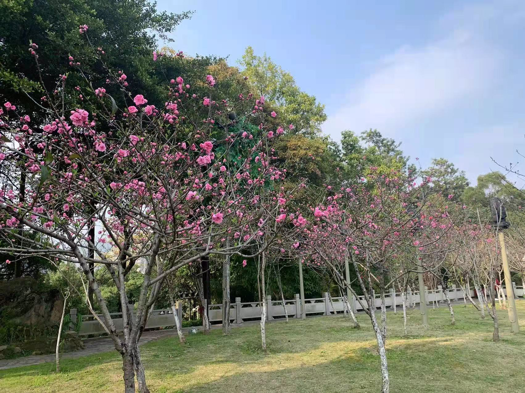 罗星塔下桃花开 花期余额一月