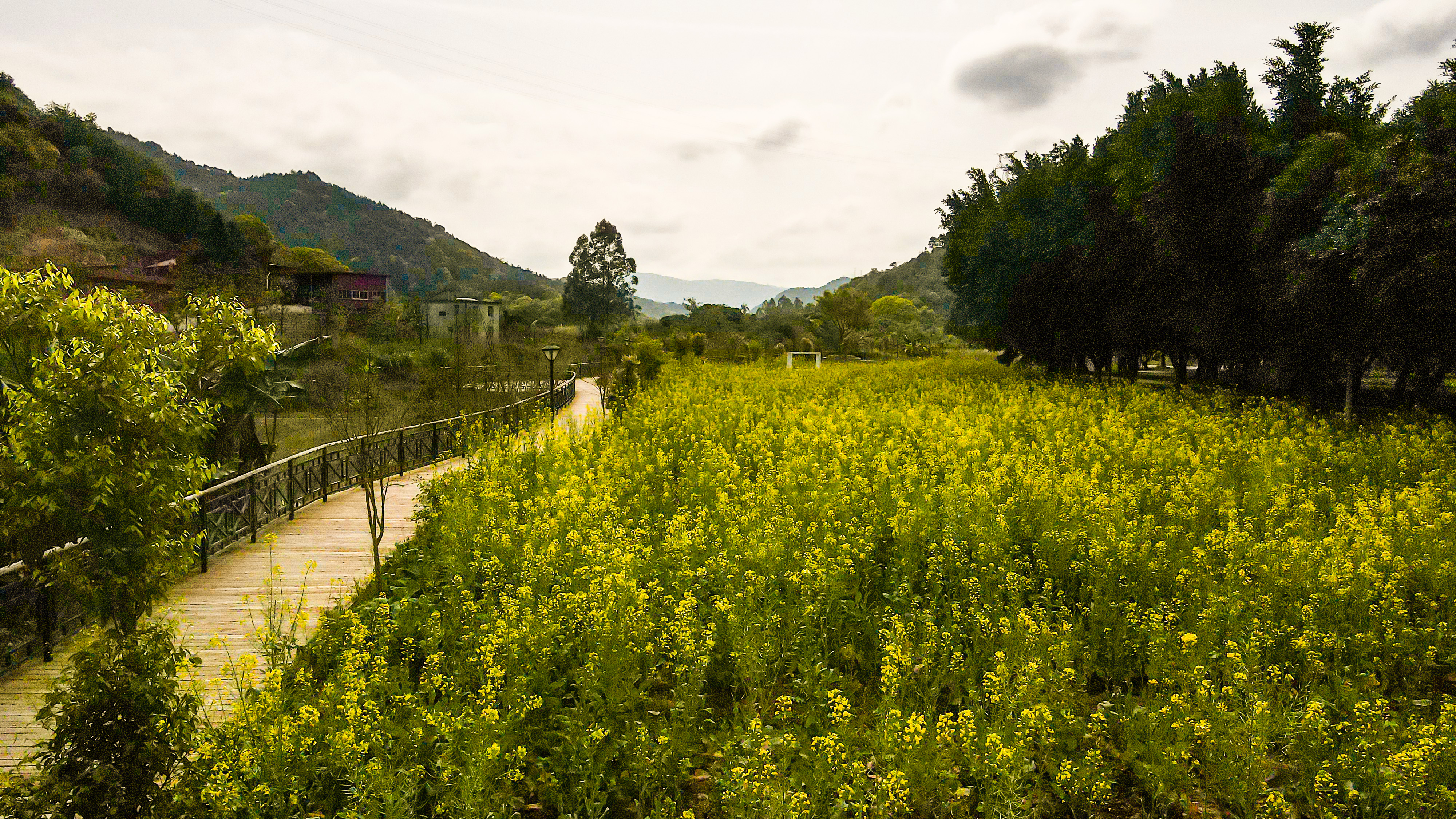 白眉油菜花怒放，正是田园赏景好时节！