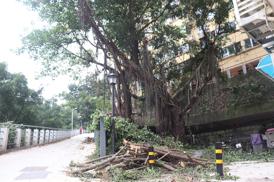 区园林部门强化防抗台风准备工作