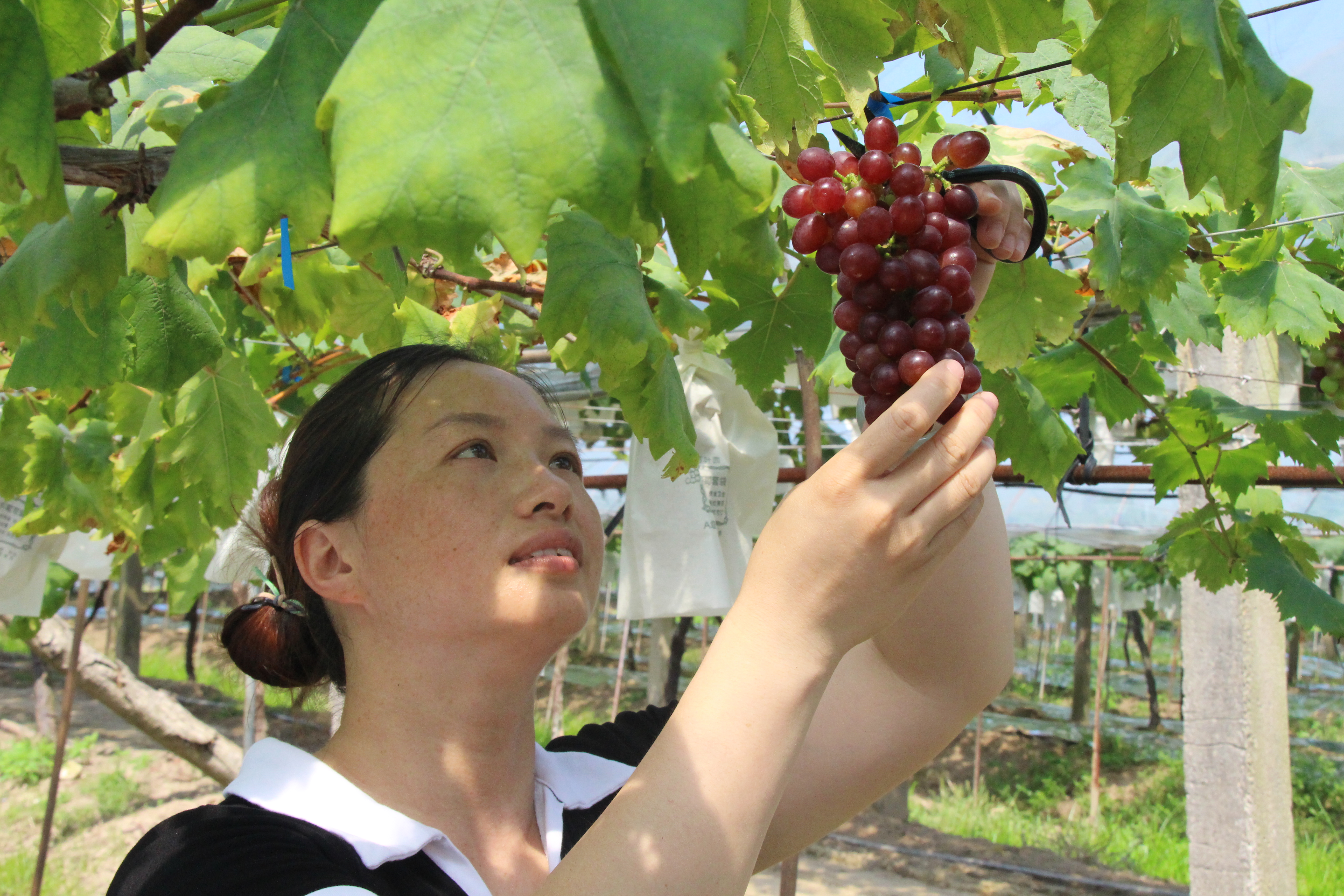 果形饱满！琅岐首批早熟葡萄“甜蜜”上市