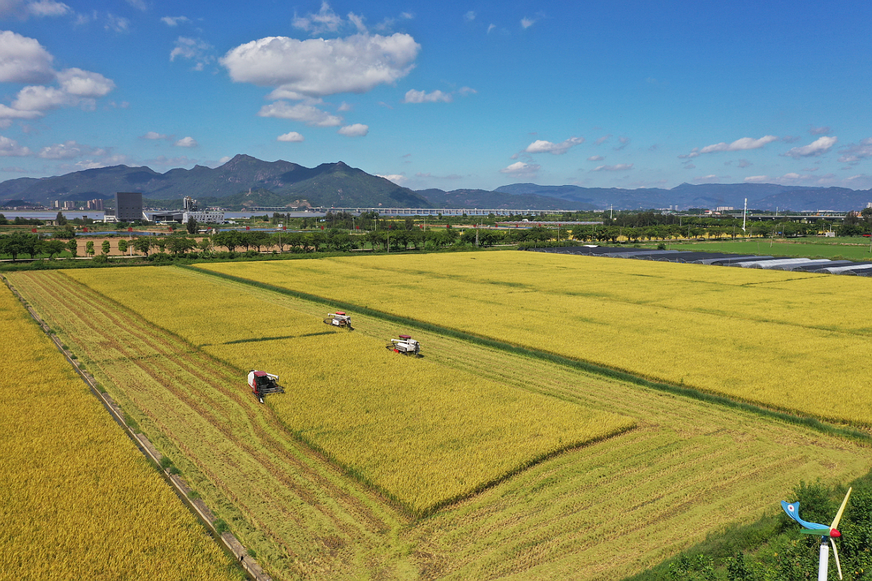 马尾：水稻喜获丰收    农机助力收割