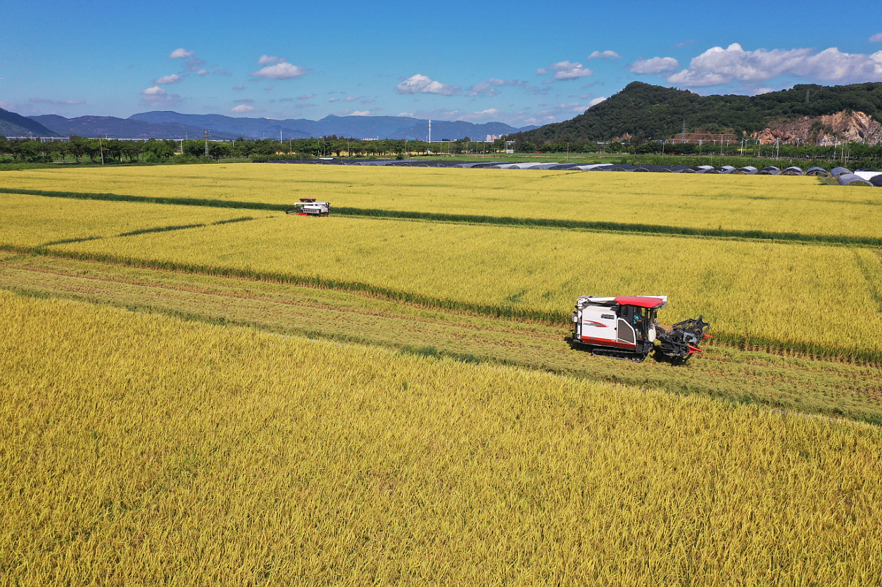 马尾：水稻喜获丰收    农机助力收割