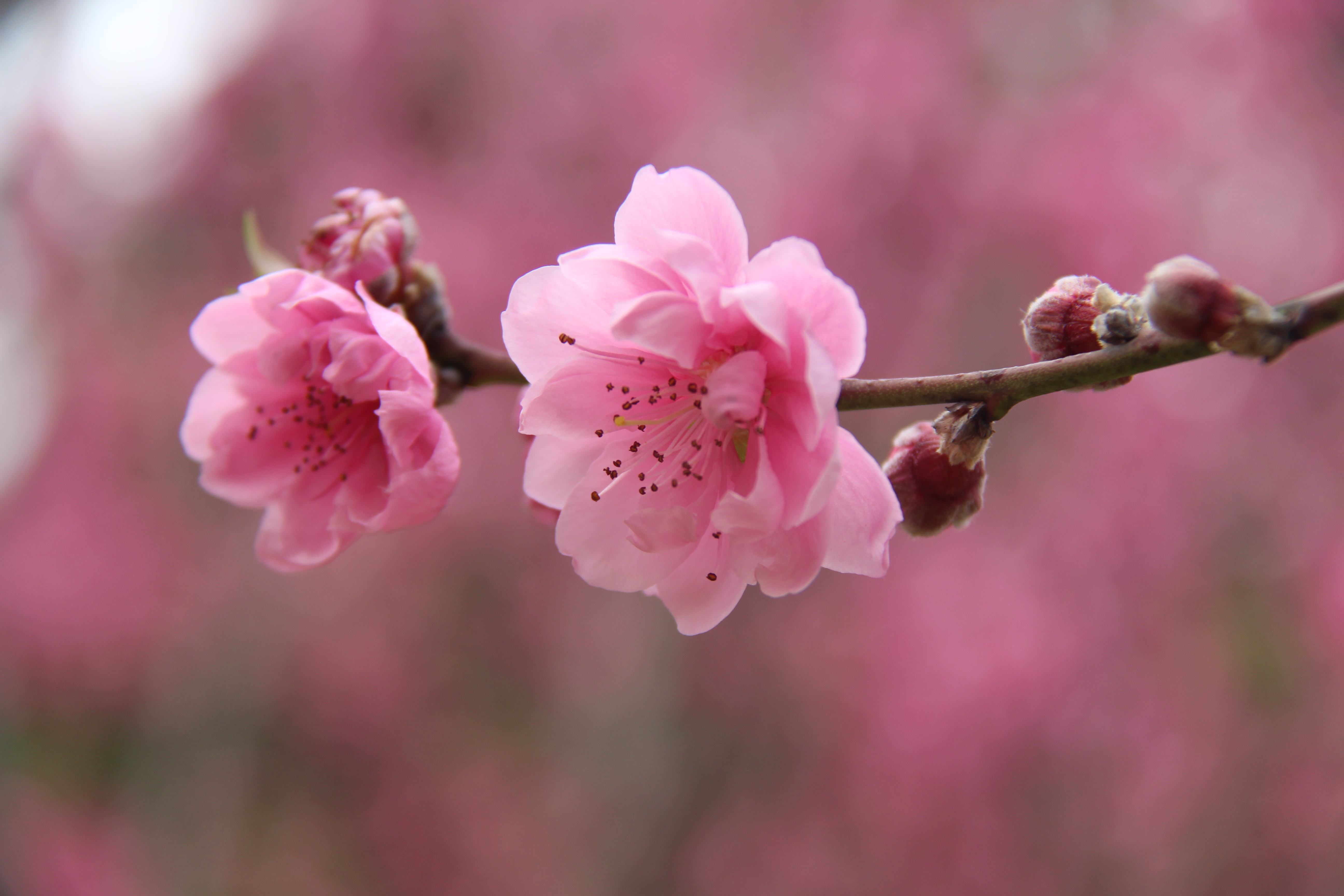 花粉过敏怎么办？医生来给你支招