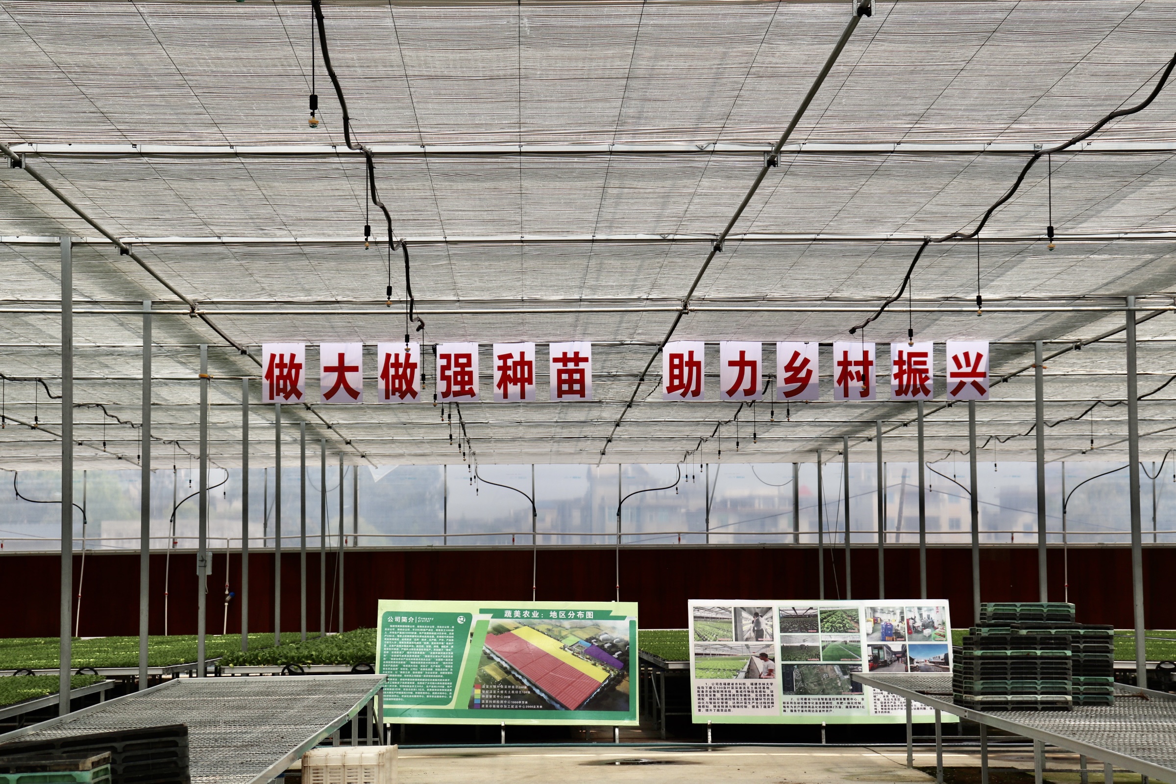 记者实地探访一株秧苗从育秧田至插秧田的旅程