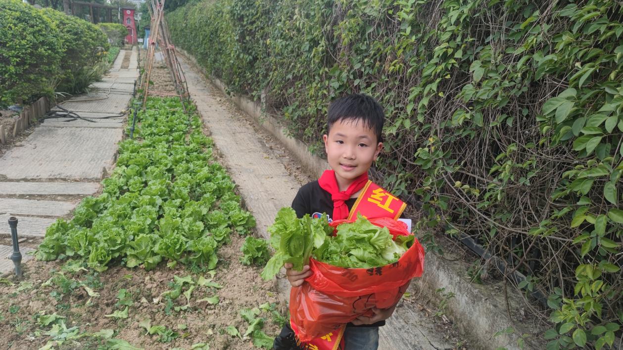 校园菜圃喜丰收   学生义卖自种蔬菜　