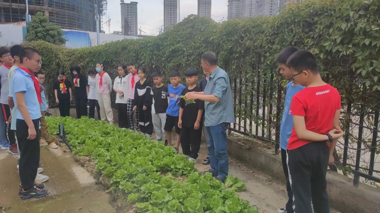 校园菜圃喜丰收   学生义卖自种蔬菜　
