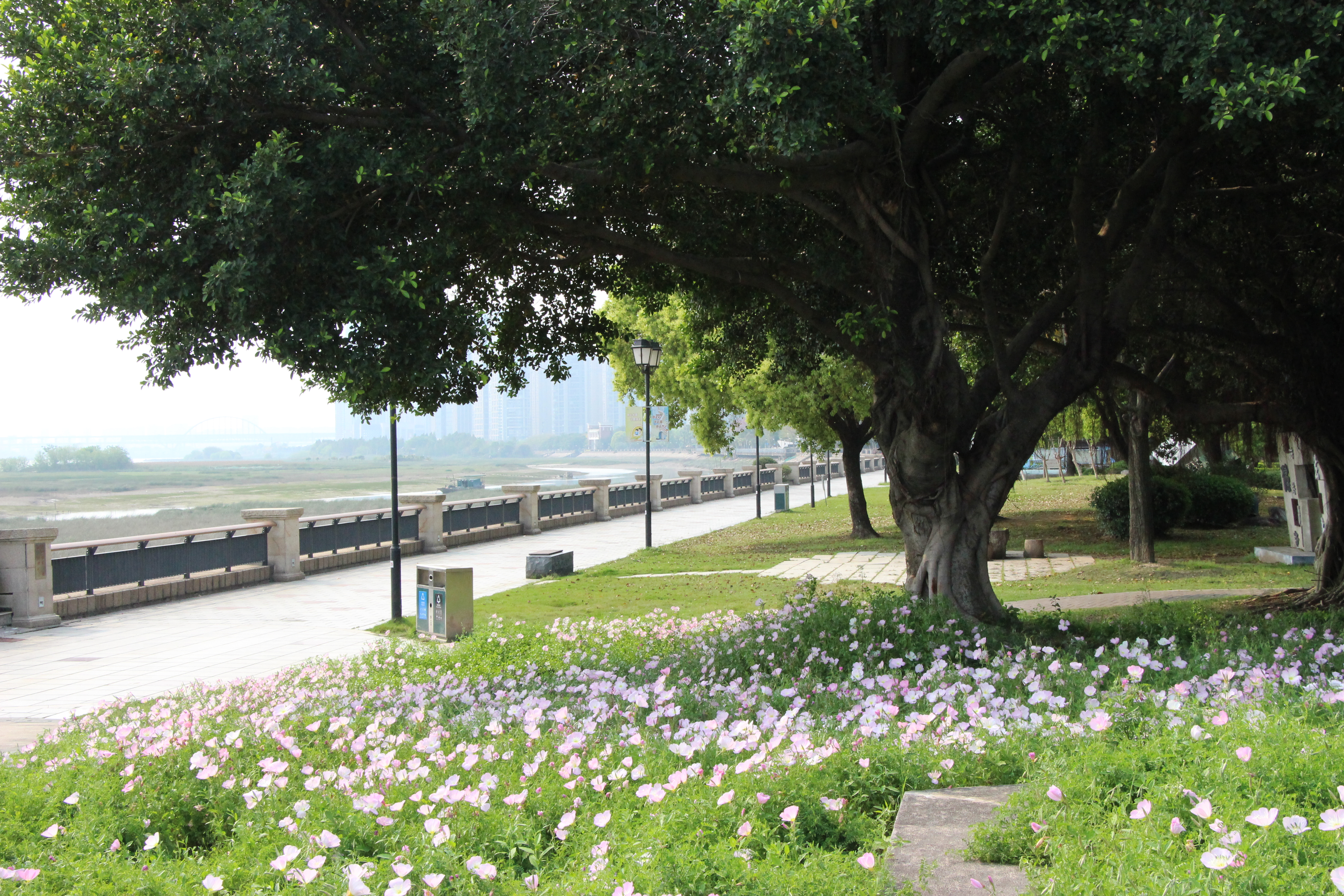 粉色花海惹人醉 市民打卡拍照忙