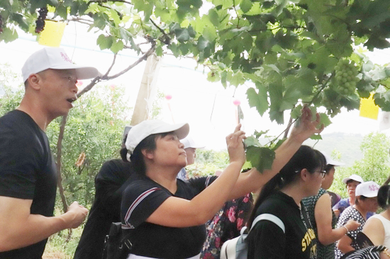 “来琅岐·浪起来——2019福州·琅岐葡萄旅游节”精彩开幕 