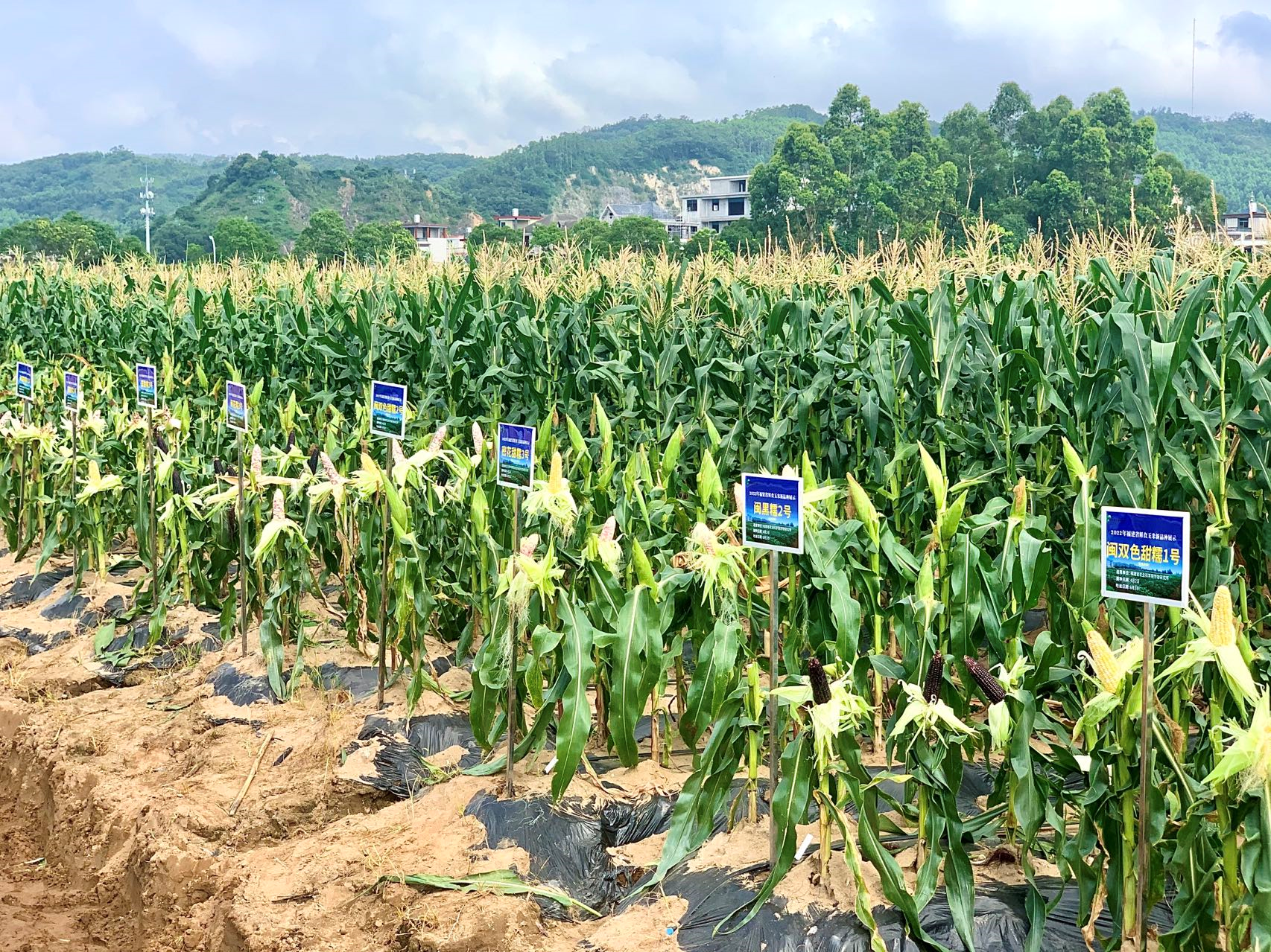 福建省种业创新基地鲜食玉米新品种品鉴暨示范基地推介观摩会举行