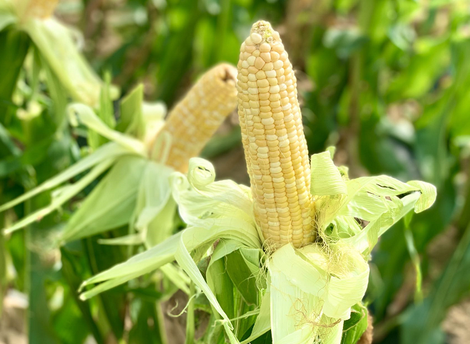福建省种业创新基地鲜食玉米新品种品鉴暨示范基地推介观摩会举行
